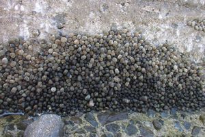 암초에 있는 총알고둥의 무리