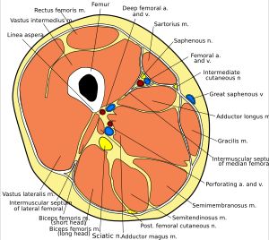 허벅지 중간의 단면도