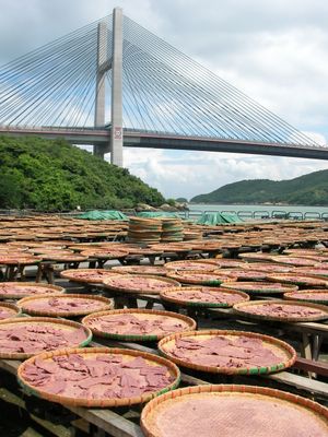 홍콩의 새우젓 만들기