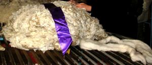 뉴질랜드산 고급 메리노 양모와 빗질한 양모 톱의 양모 테이블