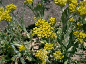 동아시아 지역에서 떡쑥은 다양한 음식의 재료로 사용된다.