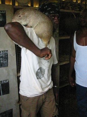 사육 프로그램에 있는 수컷 큰사탕수수쥐(가봉). 아프리카에서 가장 큰 설치류 중 하나이자 "쥐"라고 흔히 불리는 가장 큰 종 중 하나이지만, 전형적인 Rattus 종과는 밀접한 관련이 없다.