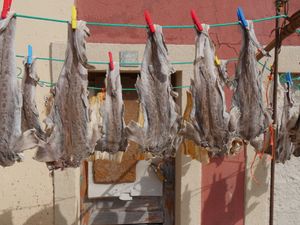 포르투갈 페니셰에서 햇볕에 건조되는 바칼라우