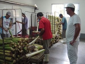 브라질에서 판매를 위해 준비 중인 야자심