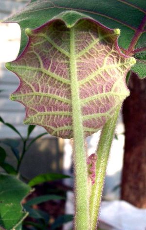 나랑히야 새 잎