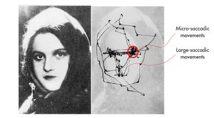 사람이 얼굴을 보는 동안 눈의 홱보기와 미세홱보기를 보여주는 이미지. 사람의 눈이 여성의 눈에 집중되어 있을 때 비자발적인 미세홱보기는 안정적이지 않지만, 자발적인 홱보기는 어느 지점에서든 얼굴 주변을 한 바퀴 돌았다.