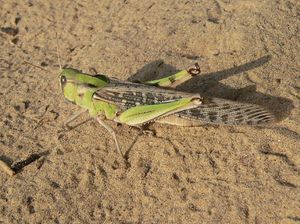 녹색형 풀무치(Locusta migratoria migratorioides 독거상. 수단)