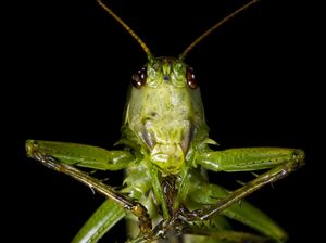Tettigonia viridissima