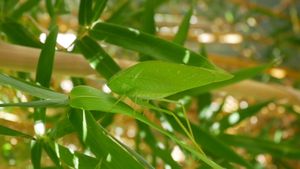 대나무 잎 위에서 위장한 여치