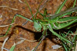 포식성 여치 Clonia wahlbergi