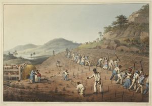 노예들이 사탕수수를 심고 경작하는 모습, 1823