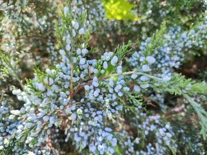 동부 적향나무 (Juniperus virginiana)