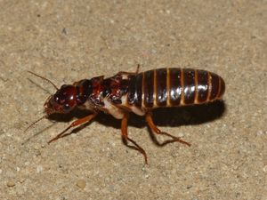 날개를 제거한 후, 흰개미 생식 개체는 약선에서 끊어진 날개 꽁지를 유지한다.