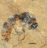 Messelepone leptogenoides 수컷