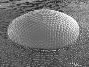 눈, 전자 현미경