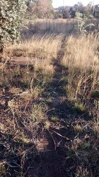 어렴풋이 보이는 위성 둥지를 가진 먹이 경로(왼쪽 상단)