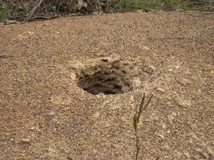 먹이를 먹은 바늘두더지의 둥지 피해