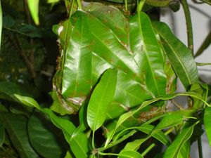 망고 나무에 있는 베짜기개미집