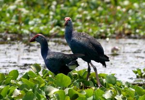 코타얌 베엠바나드 호수에서 촬영된 쇠물닭