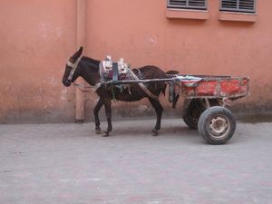 모로코에서 바퀴 달린 차량을 끄는 데 사용되는 당나귀