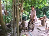 코코넛을 따는 원숭이