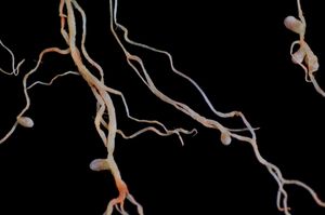 콩과 식물의 뿌리혹은 질소를 고정하여 인근 식물의 성장을 돕는다.