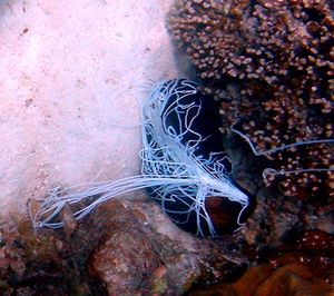 세이셸의 마에 섬에 있는 해삼이 자기 방어 수단으로 항문에서 끈적한 실을 내뿜고 있다