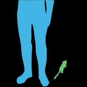 Outline illustration showing a human leg and waist up to 1 m (3.2 ft) next to a gray mouse lemur measuring 25 cm (9.8 in)