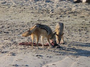 검은등자칼은 매우 드문 일부일처제 포유류 중 하나이다. 이 쌍은 먹이를 사냥하고 썩은 고기를 먹기 위해 팀워크를 사용한다. 그들은 둘 중 하나가 죽을 때까지 함께 지낸다.