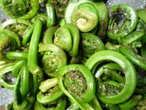 고사리 새싹, 망명 생활 중 백이와 숙제의 음식이라고 전해지며, 갓 채취하여 씻은 모습. 일반적으로 조리하기 전에는 독성이 있다고 여겨진다.