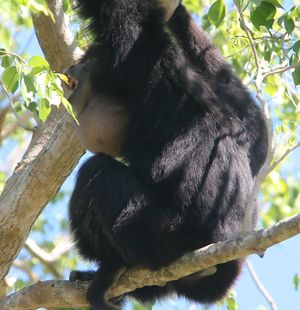 목 주머니를 부풀려 울음소리를 내는 큰긴팔원숭이