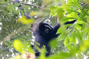 훌롱가파 긴팔원숭이 보호구역의 낮은 가지에 매달린 수컷 서부 흰눈썹긴팔원숭이
