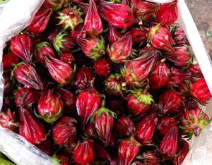 인도 웨스트 벵갈의 로젤 (Hibiscus sabdariffa) 열매