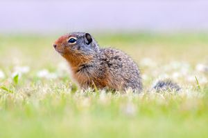 컬럼비아땅다람쥐