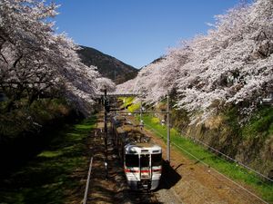 야마키타의 벚꽃길