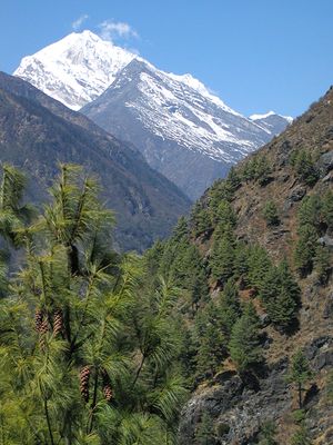 사가르마타 국립공원의 Pinus wallichiana