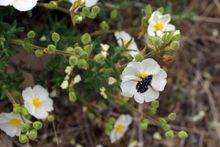 스페인 소토살보스 근처 바위장미에 있는 Anthrax 파리