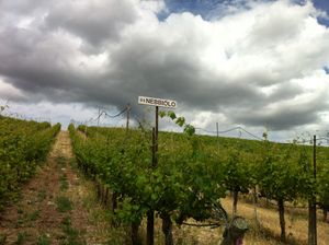 워싱턴 주 레드 윌로우 빈야드에 있는 1985년 네비올로 초기 재배지