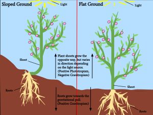 굴지성은 식물 성장의 필수적인 부분으로, 식물의 위치를 조정하여 햇빛과의 접촉을 극대화하고 뿌리가 올바른 방향으로 자라도록 보장한다. 굴지성에 의한 성장은 식물 세포 내 식물 호르몬 옥신의 농도 변화에 의해 매개된다.