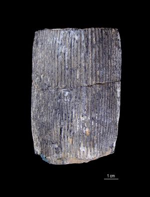 에스토니아 자연사 박물관의 Calamites sp.