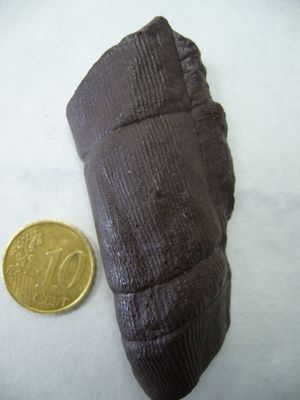 Calamites sp. (석탄기, 레온, 스페인)의 복제품. 코루냐 대학교 과학대학 실습실에 전시되어 있다.