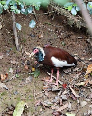 안다시베 국립공원에 있는 야생 마다가스카르따오기 - 부리는 강둑의 젖은 흙을 탐사하여 진흙투성이이다