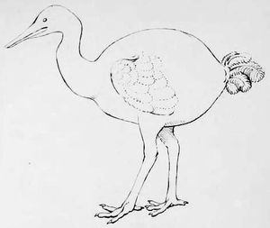 헤르만 슐레겔의 1854년 따오기 또는 황새를 닮은 복원도(도도새가 아닌 뒤부아의 묘사를 바탕으로 함)