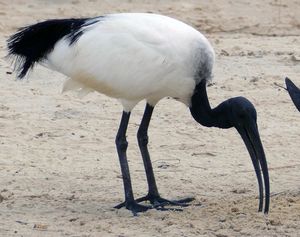 레위니옹따오기는 이 아프리카 신성 아이비스처럼 흙에서 먹이를 먹었다고 한다.