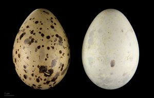 Larus argentatus argenteus