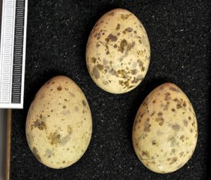 알, 비스바덴 박물관 소장