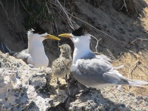 Greater crested tern chick with parents on Penguin Island, Western Australia