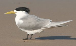 뉴사우스웨일스의 번식깃털