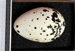 알, 비스바덴 박물관 컬렉션