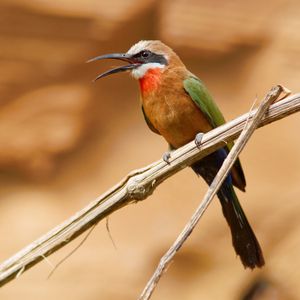 흰목벌잡이새와 같은 Merops 종은 일반적으로 눈을 가로지르는 검은색 줄무늬를 가지고 있다.